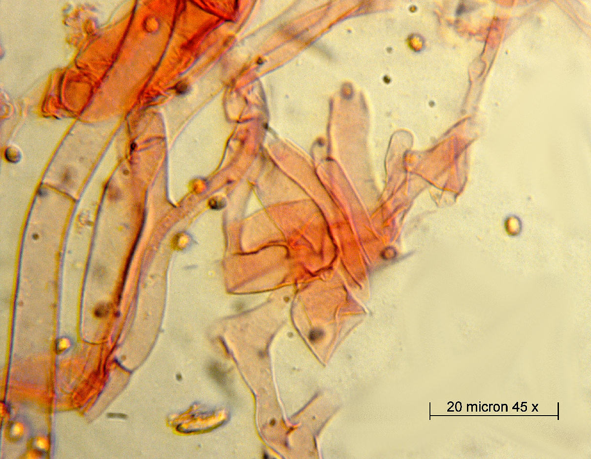 Lepista flaccida - microscopia